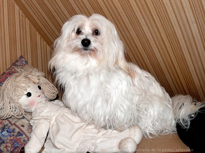 Photo de Coton de tulear