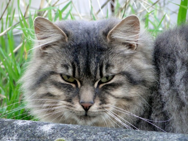 Photo de Chat domestique