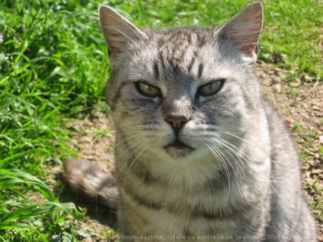 Photo de Chat domestique