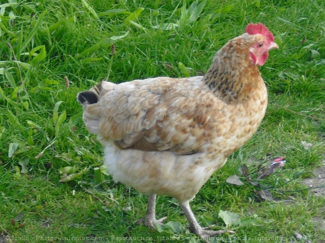 Photo de Poule