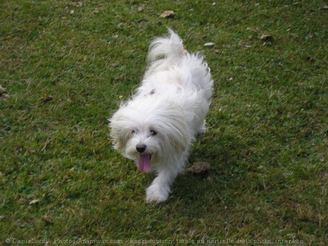 Photo de Coton de tulear