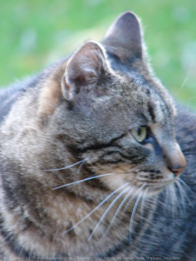 Photo de Chat domestique