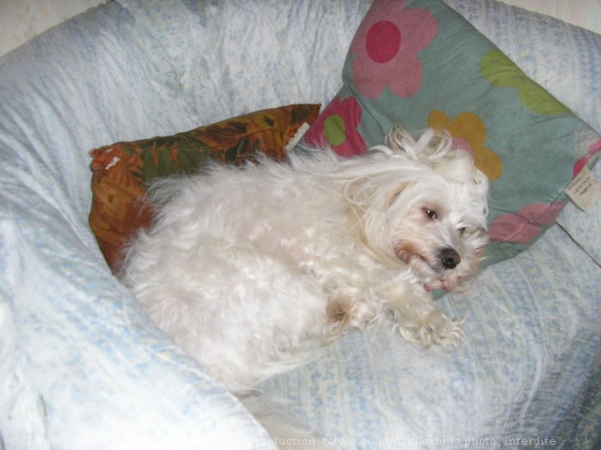 Photo de Coton de tulear