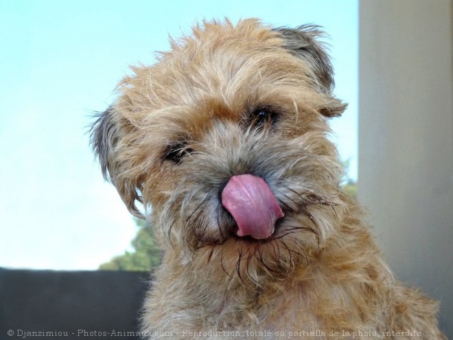 Photo de Border terrier