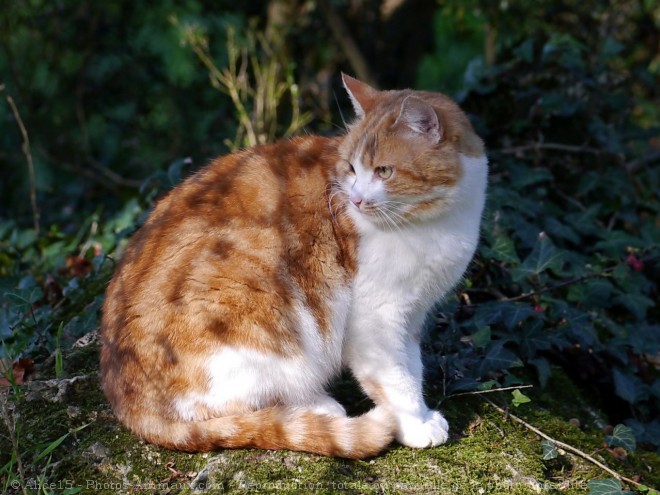 Photo de Chat domestique