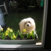 Photo de Coton de tulear