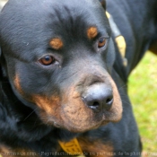 Photo de Rottweiler