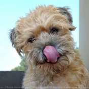 Photo de Border terrier