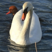 Photo de Cygne