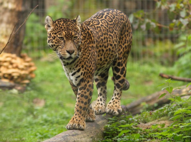 Photo de Jaguar