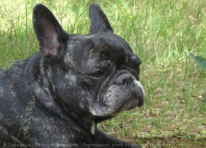 Photo de Bouledogue franais