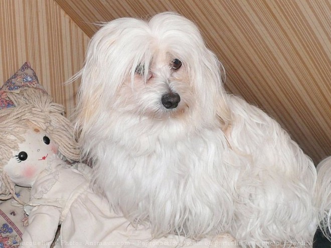 Photo de Coton de tulear