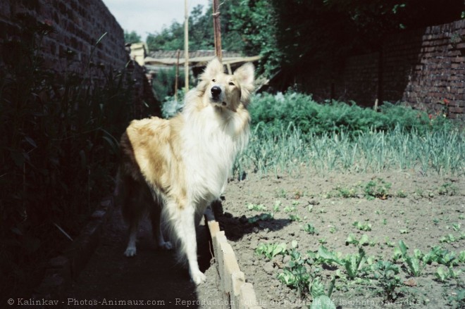 Photo de Colley  poil long