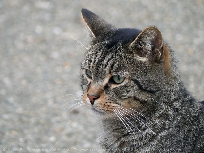 Photo de Chat domestique