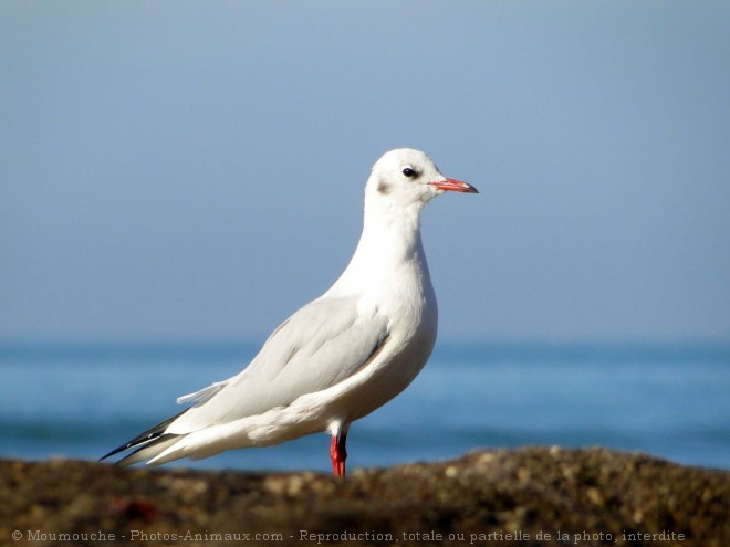 Photo de Mouette