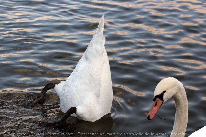 Photo de Cygne