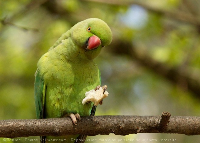 Photo de Perruche  collier