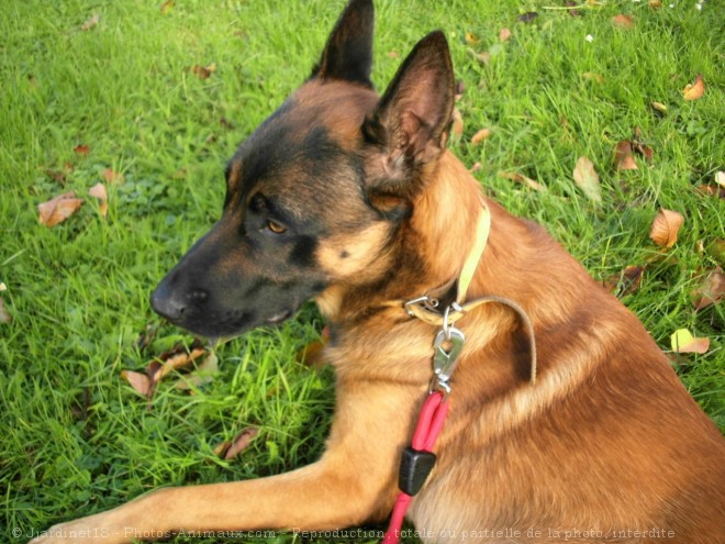 Photo de Berger belge malinois