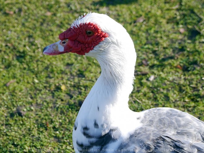 Photo de Canard de barbarie