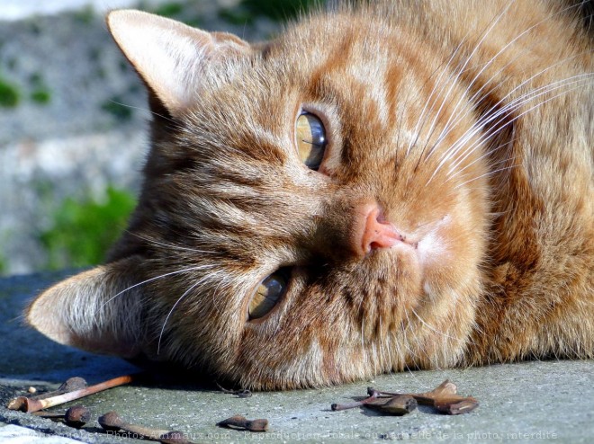 Photo de Chat domestique