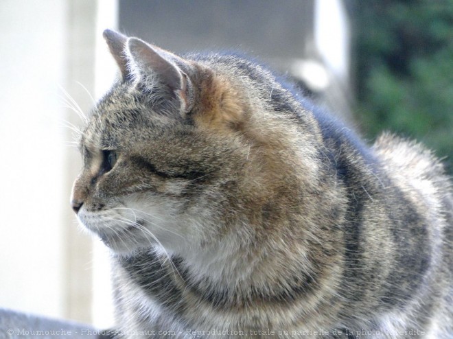 Photo de Chat domestique