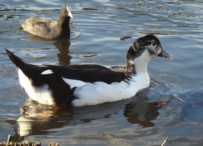 Photo de Canard