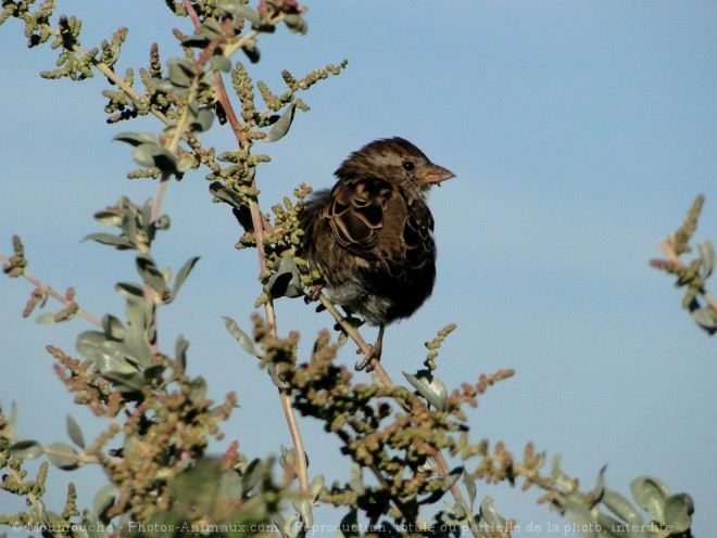 Photo de Moineau