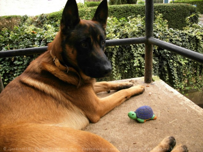 Photo de Berger belge malinois