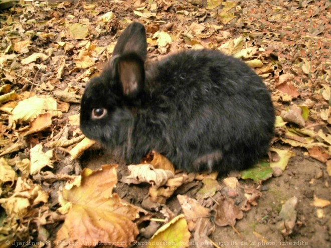 Photo de Lapin