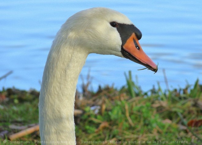 Photo de Cygne