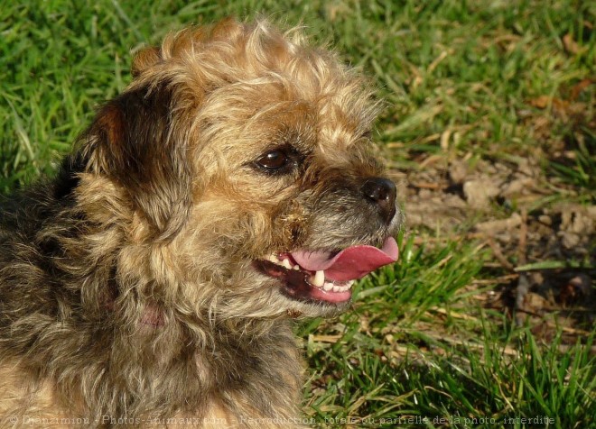 Photo de Border terrier