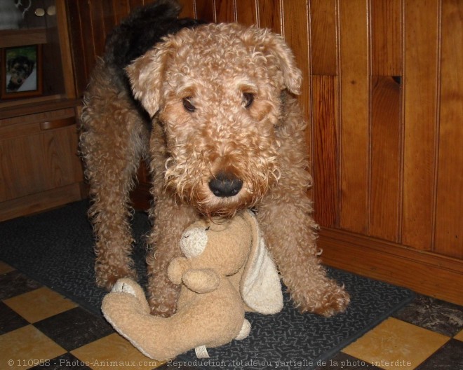 Photo d'Airedale terrier