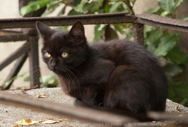 Photo de Chat domestique