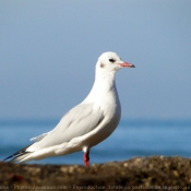 Photo de Mouette