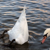 Photo de Cygne