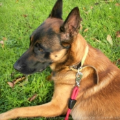 Photo de Berger belge malinois