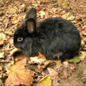 Photo de Lapin