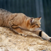 Photo de Chat des sables