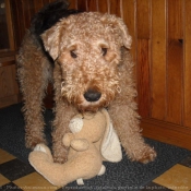 Photo d'Airedale terrier