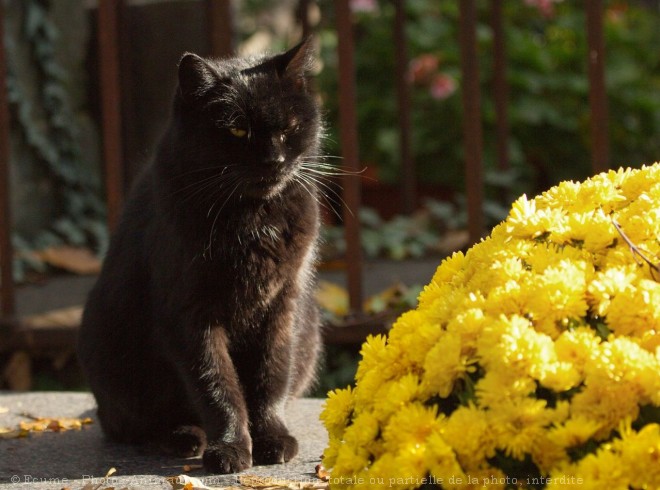 Photo de Chat domestique