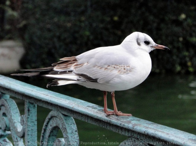 Photo de Mouette