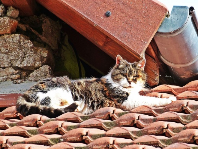 Photo de Chat domestique