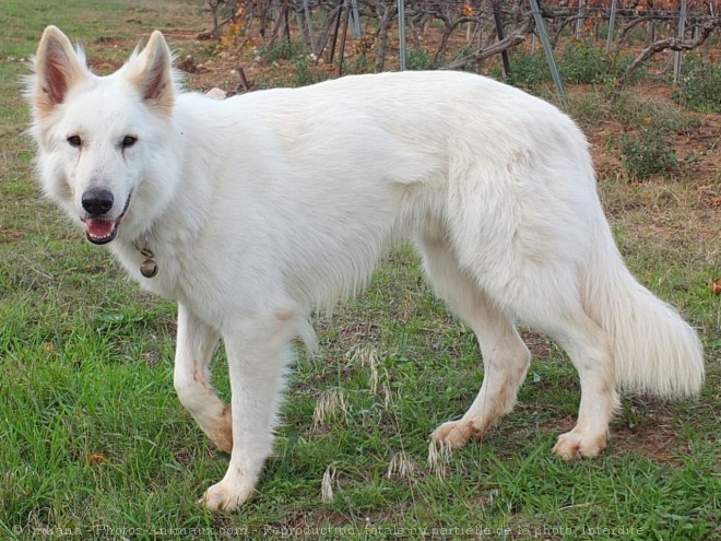 Photo de Berger blanc suisse