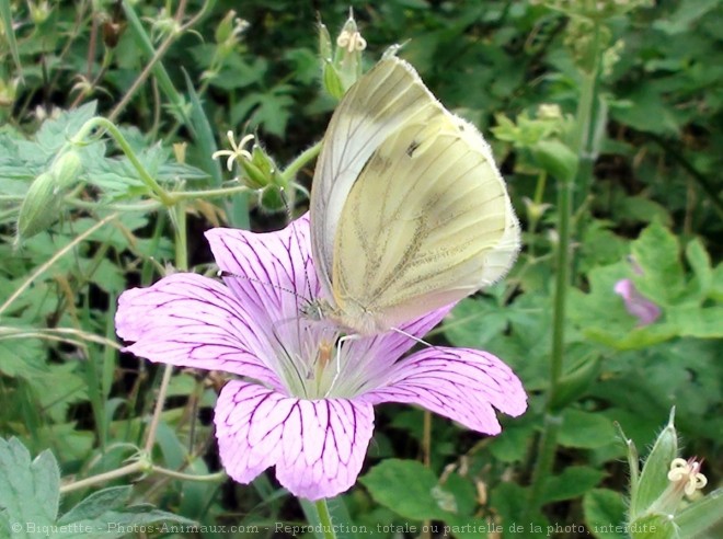 Photo de Papillon