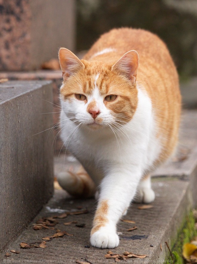 Photo de Chat domestique