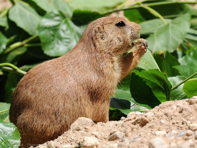 Photo de Chien de prairie