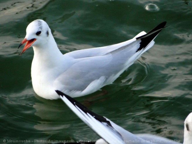 Photo de Mouette