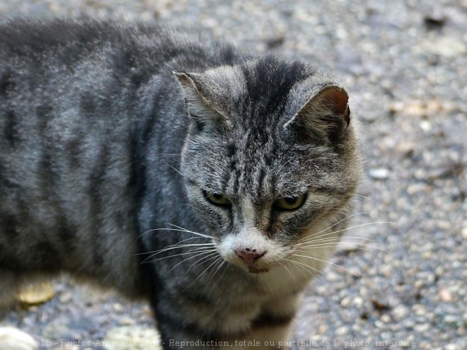 Photo de Chat domestique