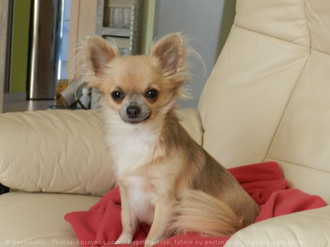 Photo de Chihuahua  poil long