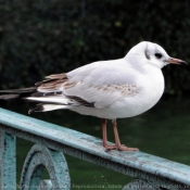 Photo de Mouette